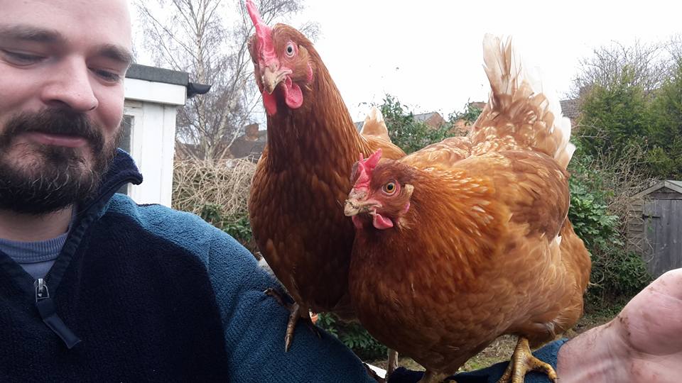 Arm Chickens
