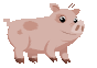 Platform Pig