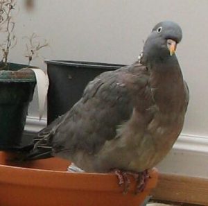 Scruffy Pigeon